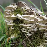 Casa Boletus