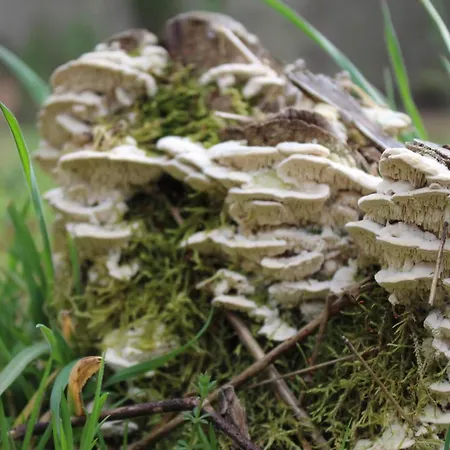 Casa Boletus