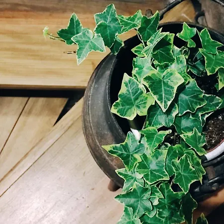 Casa Boletus Holiday home Castro Laboreiro