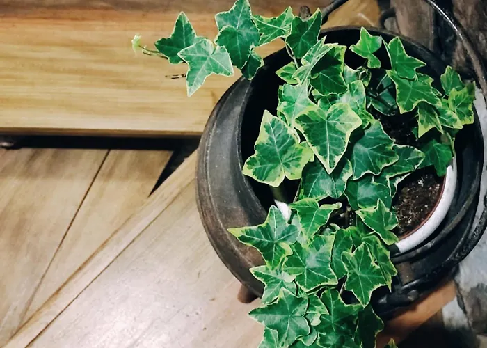 Casa Boletus Hébergement de vacances Castro Laboreiro